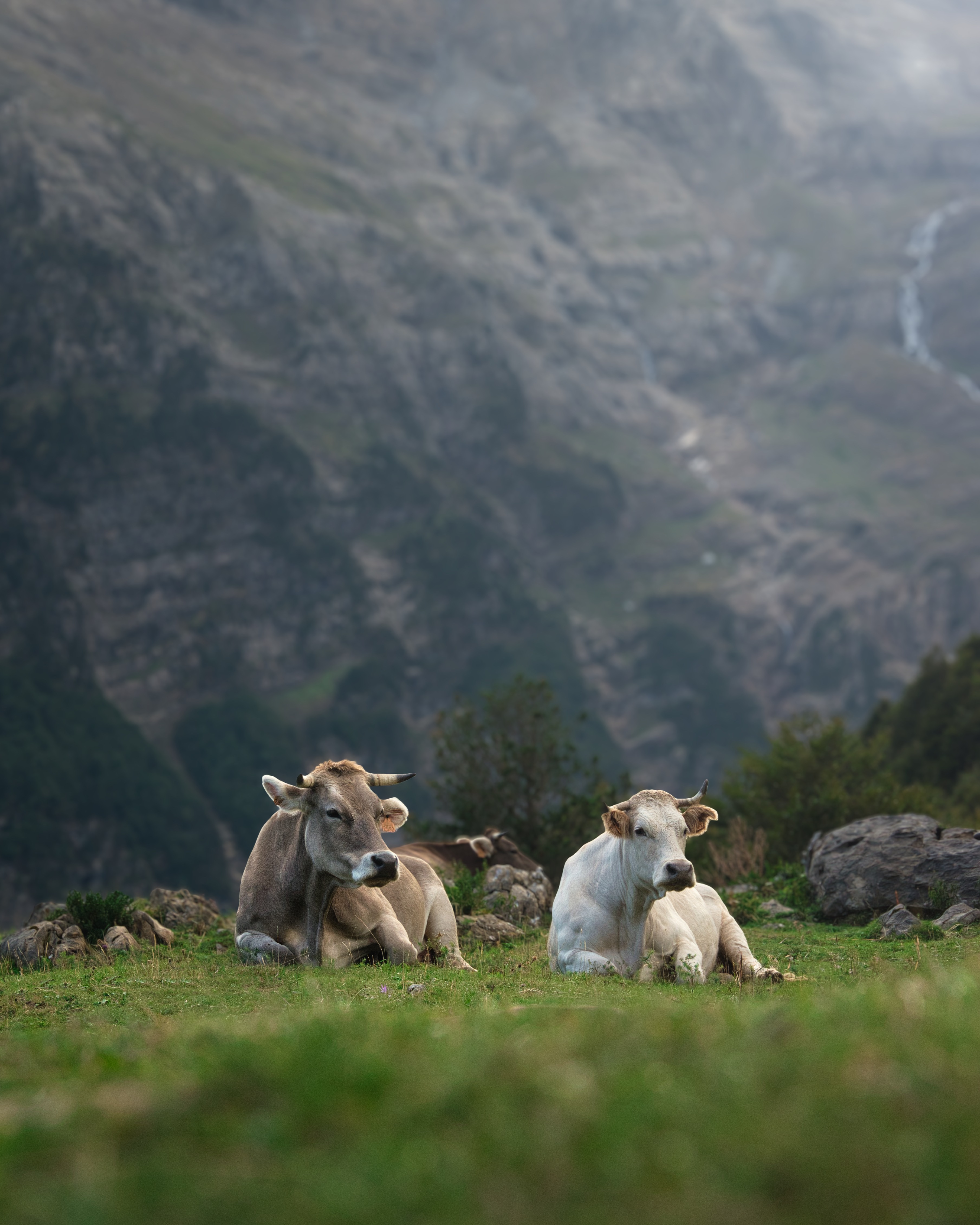 Two Pyrenean cows in the mist, Valle de Pineta
