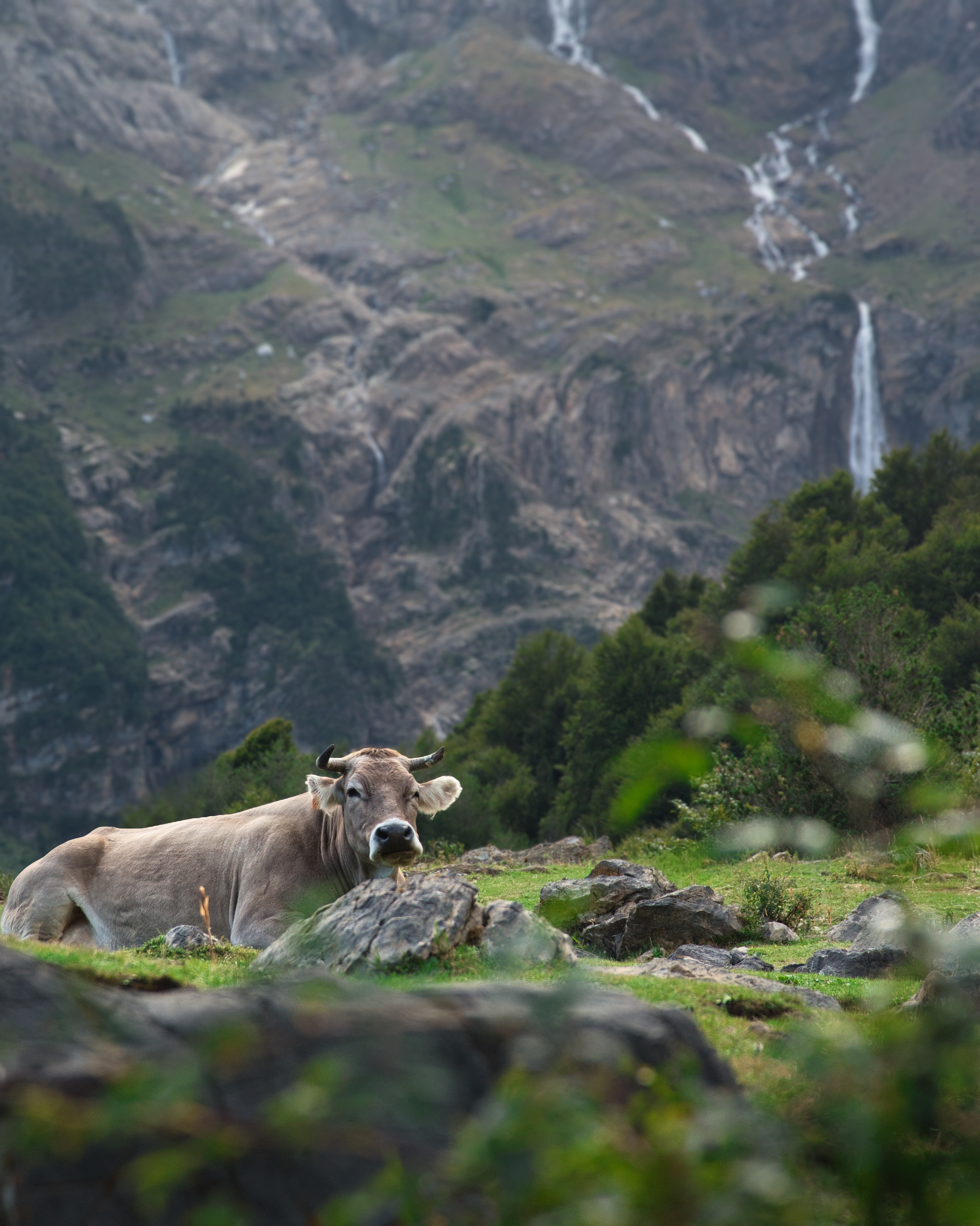 Pyrenean cow with waterfall, Valle de Pineta
